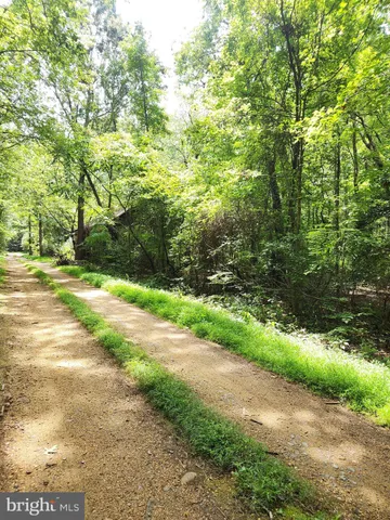 a view of a yard with plants and large trees