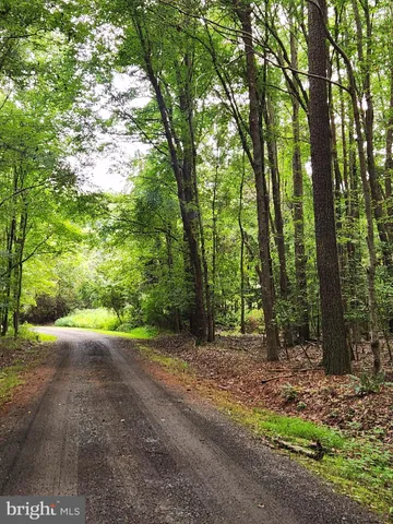 a view of a forest with trees in the background