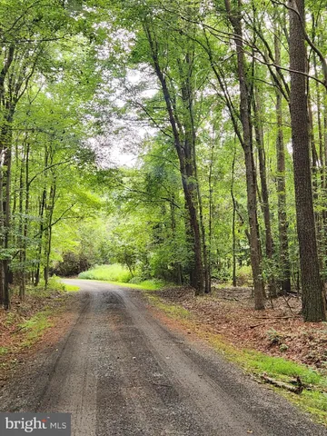 a view of a forest with trees