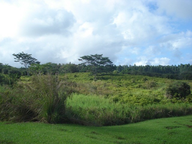Lot 43 Hilo Hi 96720 Hilo Hi 96720 Hilo, HI 96720 - Photo 1 of 19 a view of a big yard with potted plants and large tree