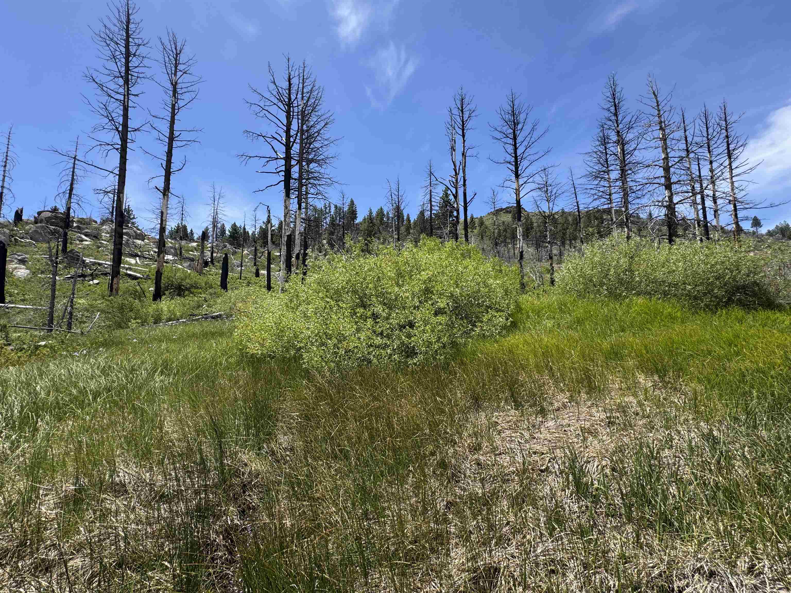 434-100 Diamond Mountain Road Doyle, CA 96109 - Photo 46 of 57