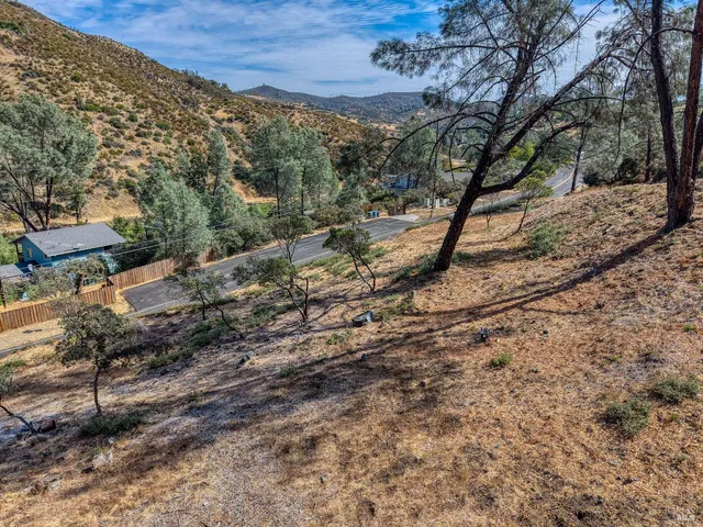 a view of a forest with a tree