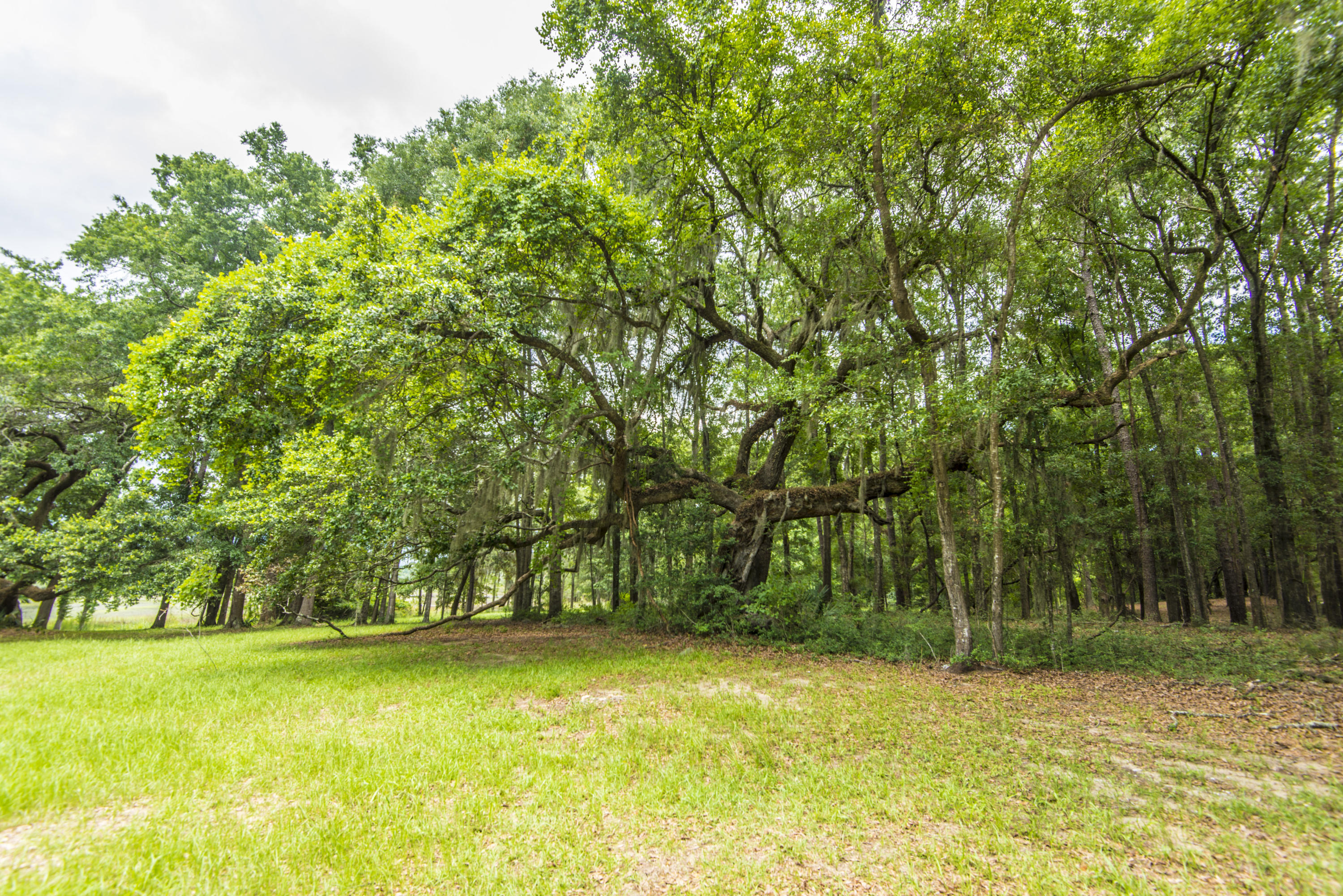 6392 Ranch Road Wadmalaw Island, SC 29487 - Photo 14 of 59 _DSC1614