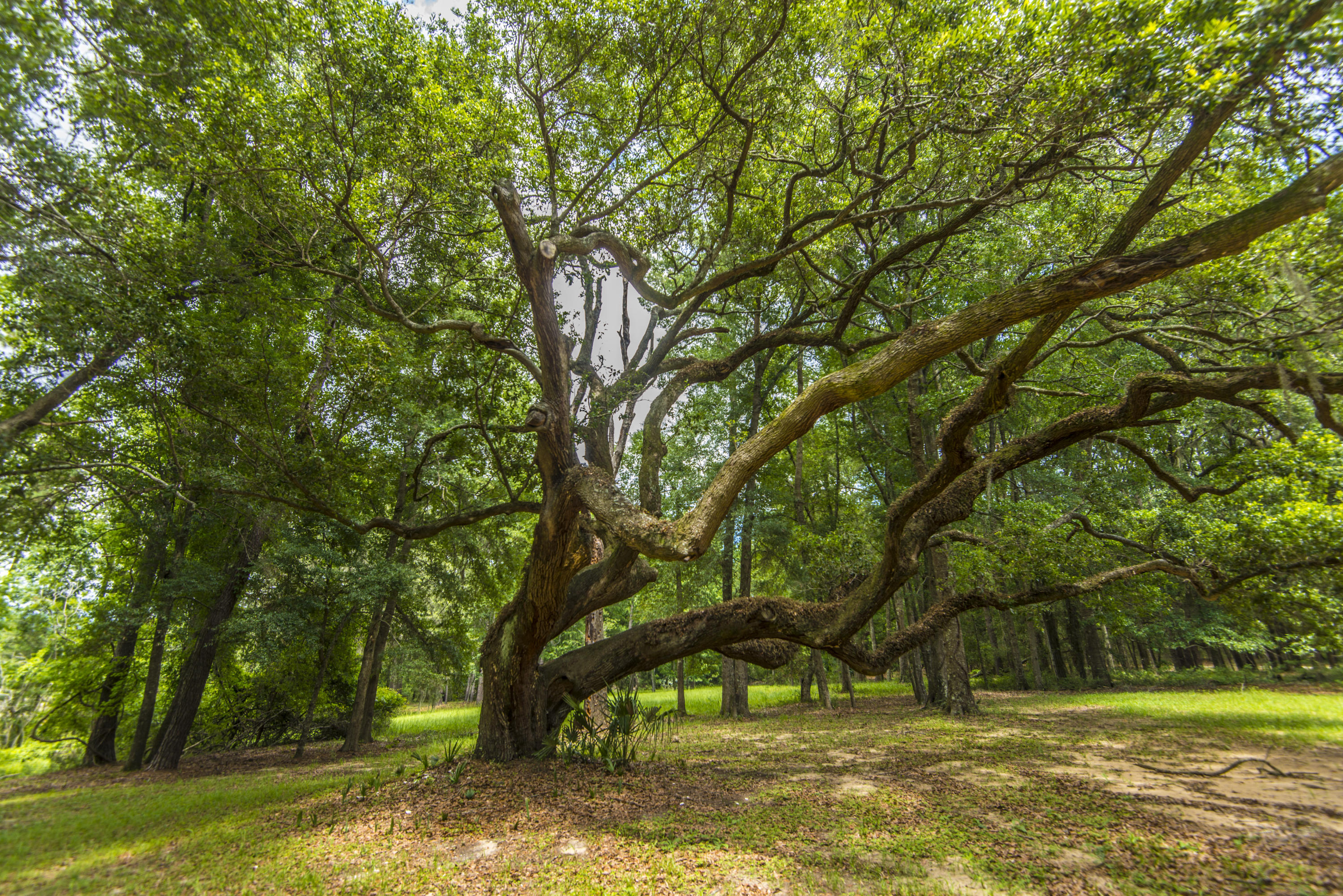 6392 Ranch Road Wadmalaw Island, SC 29487 - Photo 18 of 59 _DSC1619
