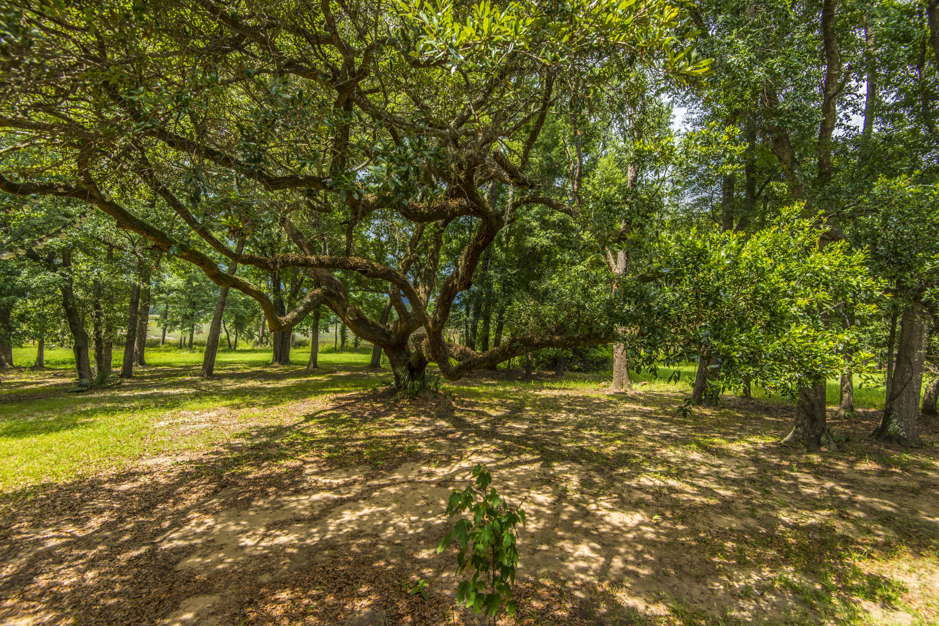 6392 Ranch Road Wadmalaw Island, SC 29487 - Photo 36 of 59 _DSC1648