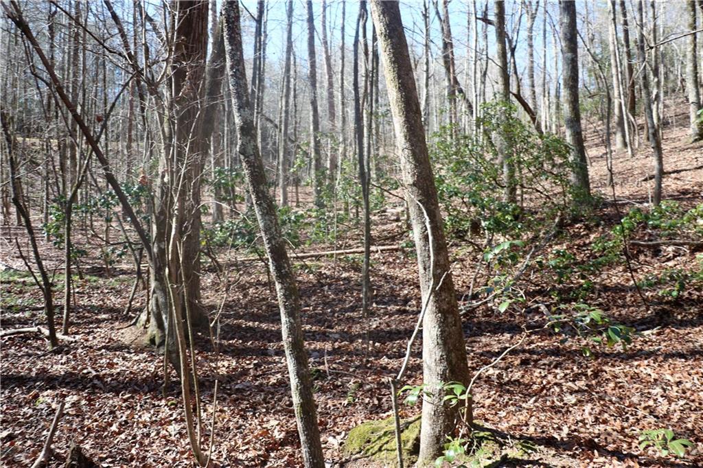 a view of outdoor space with lots of trees