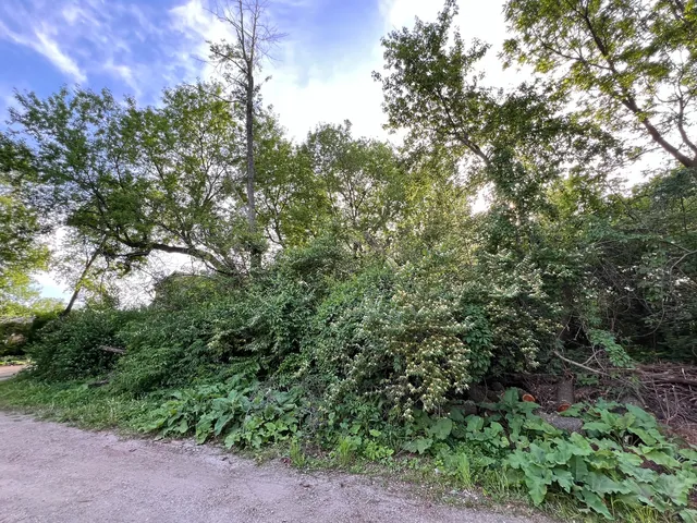 a view of a yard with a tree