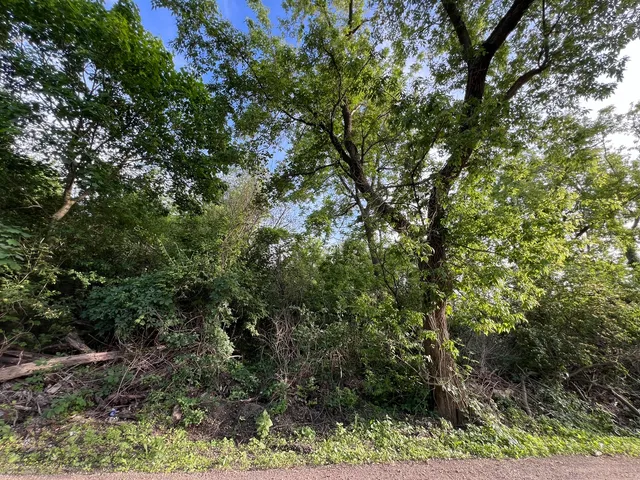 a view of a yard with plants and a tree