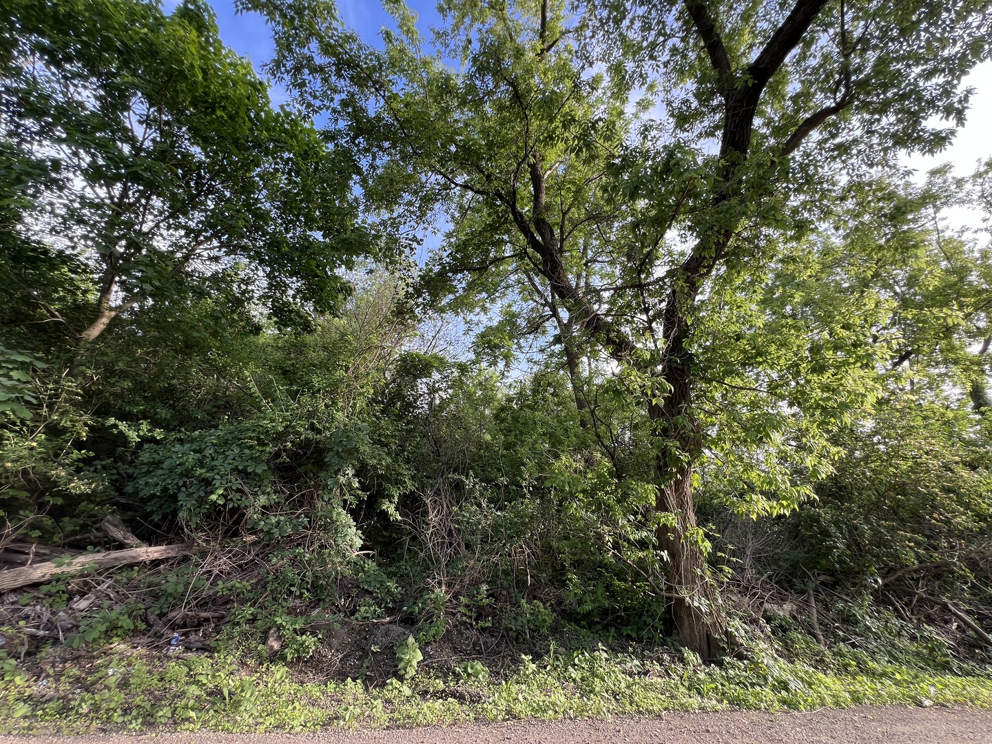 10401 Kenilworth Avenue Algonquin, IL 60102 - Photo 3 of 9 a view of a yard with plants and a tree