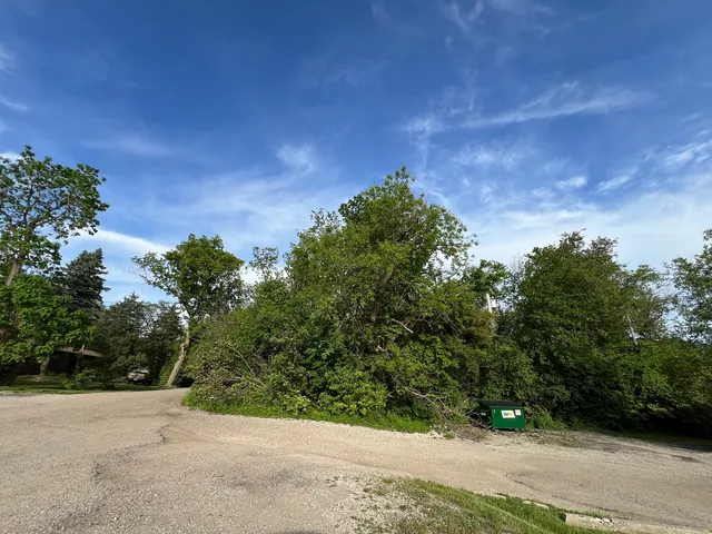a view of a yard with plants and a large tree