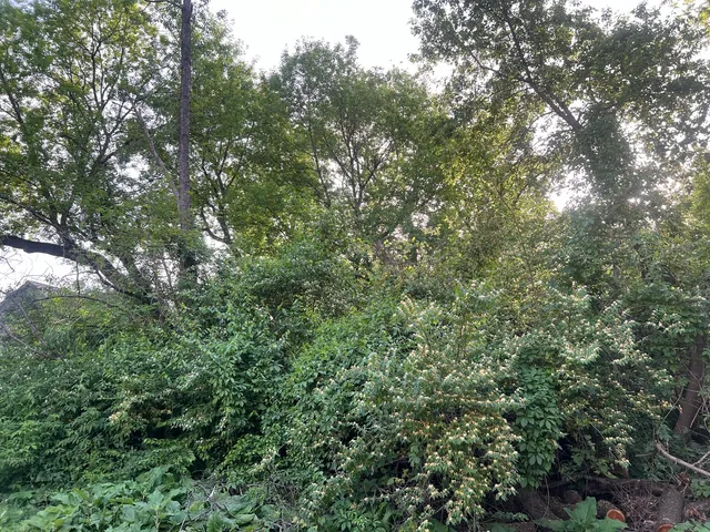 an outdoor view of a forest