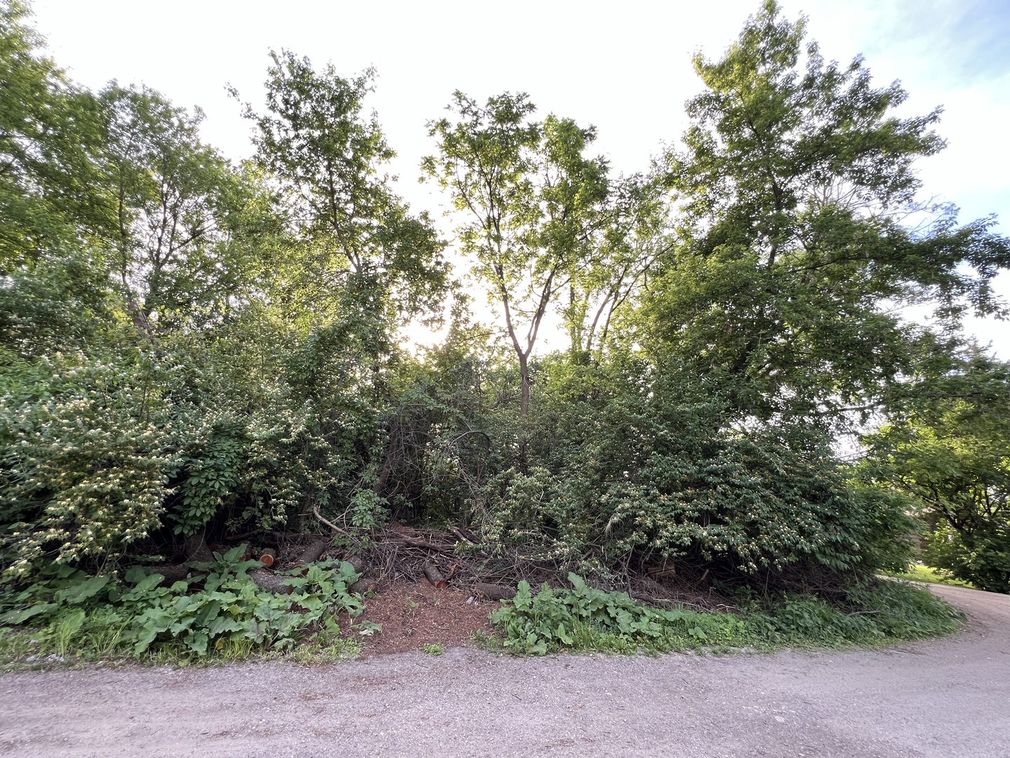 10401 Kenilworth Avenue Algonquin, IL 60102 - Photo 9 of 9 a view of a forest with trees in front of it