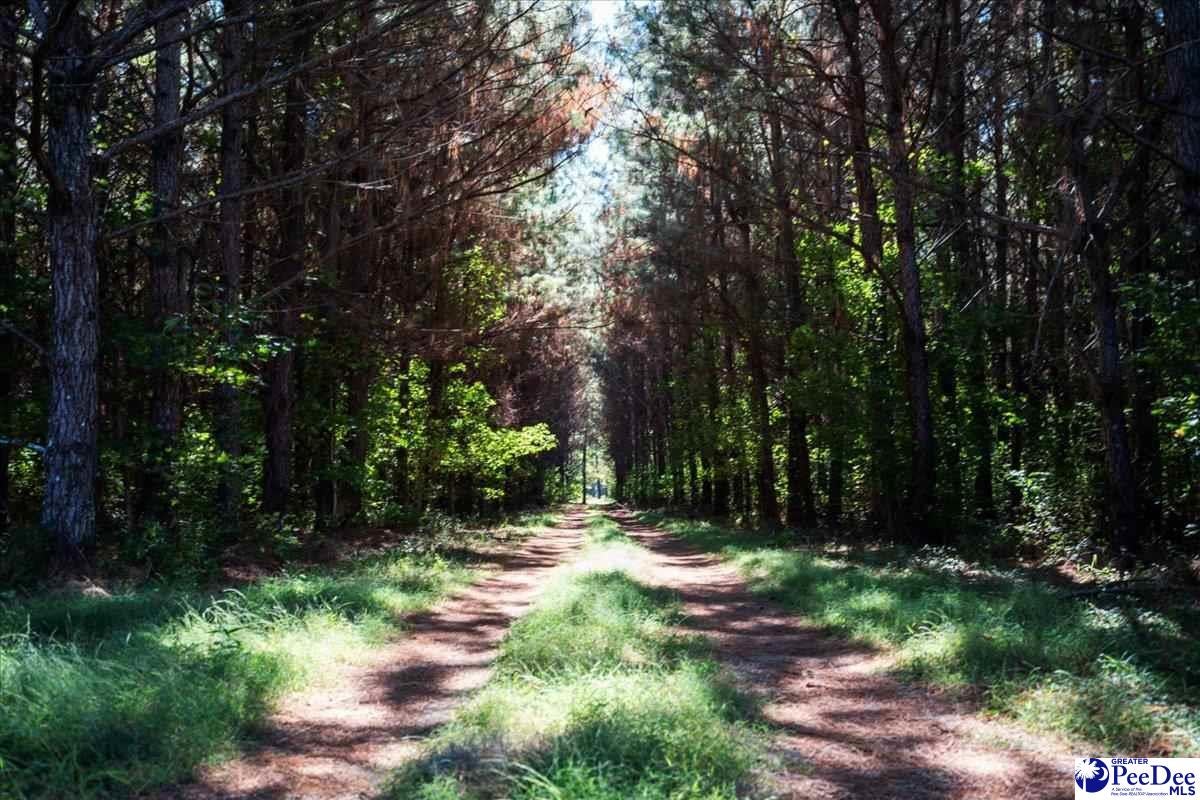 Tbd East Tbd E Friendfield Road Coward, SC 29530 - Photo 29 of 29 Gallery Image 29