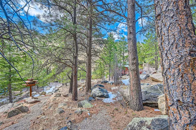 a view of a forest filled with trees