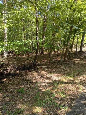 a view of a yard with plants and trees