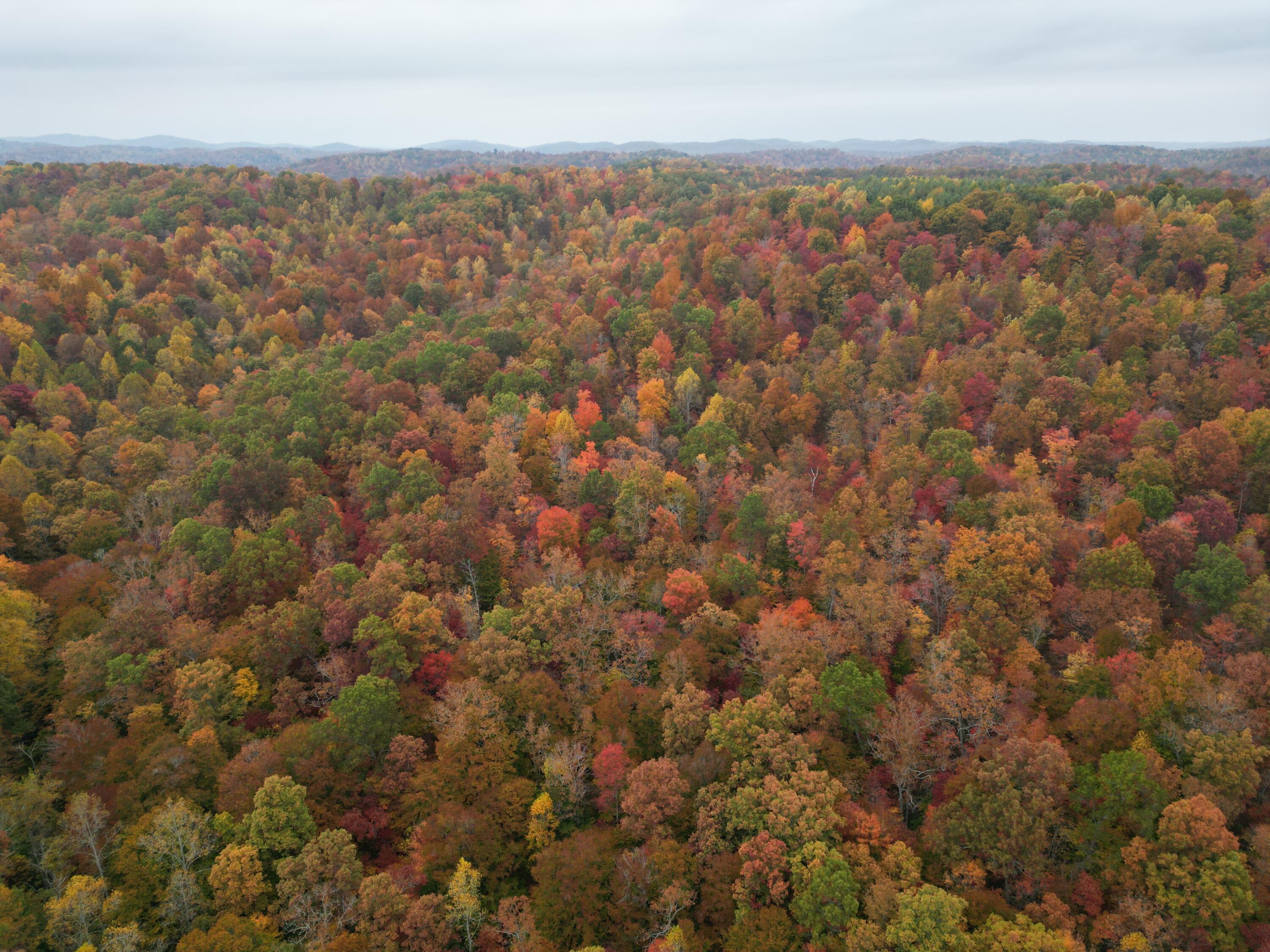 0 Shady Grove Road Mount Vernon, KY 40456 - Photo 17 of 24 dji_fly_20221016_161820_26_1665952597968