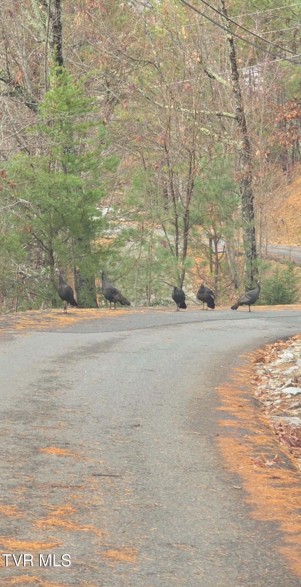 Lot 4 Glenview Way, Unit 4 Sevierville, TN 37862 - Photo 6 of 13 1