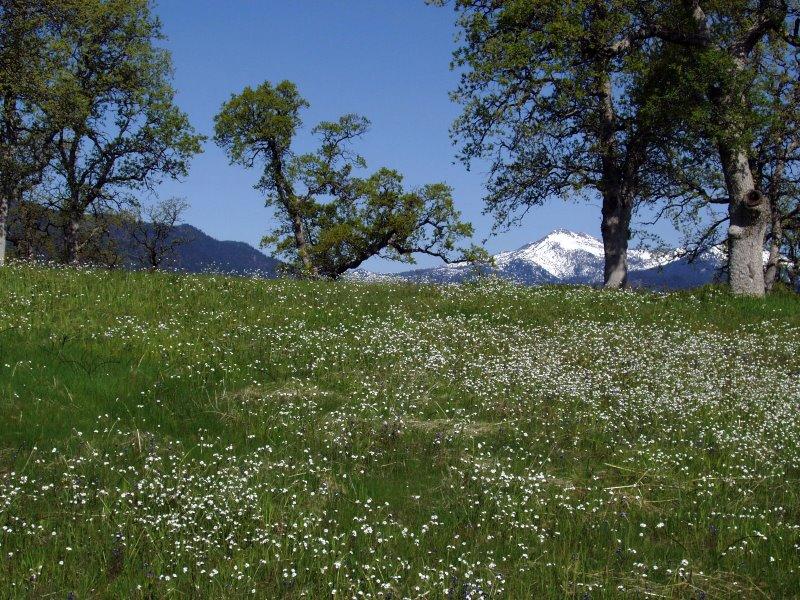 Lot 30 Trinity Alps Vista Road Igo, CA 96047 - Photo 1 of 14 The seasonal colors