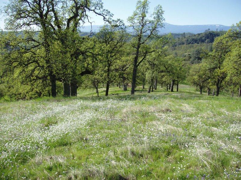 Lot 30 Trinity Alps Vista Road Igo, CA 96047 - Photo 4 of 14 wild flowers