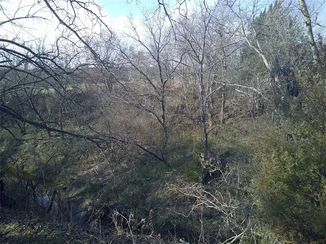 a view of a forest with trees in the background