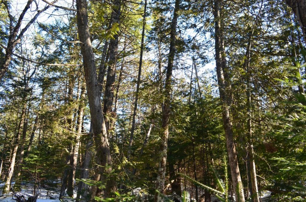 0 Cornell Road Medway, ME 04460 - Photo 7 of 13 Heavily Wooded