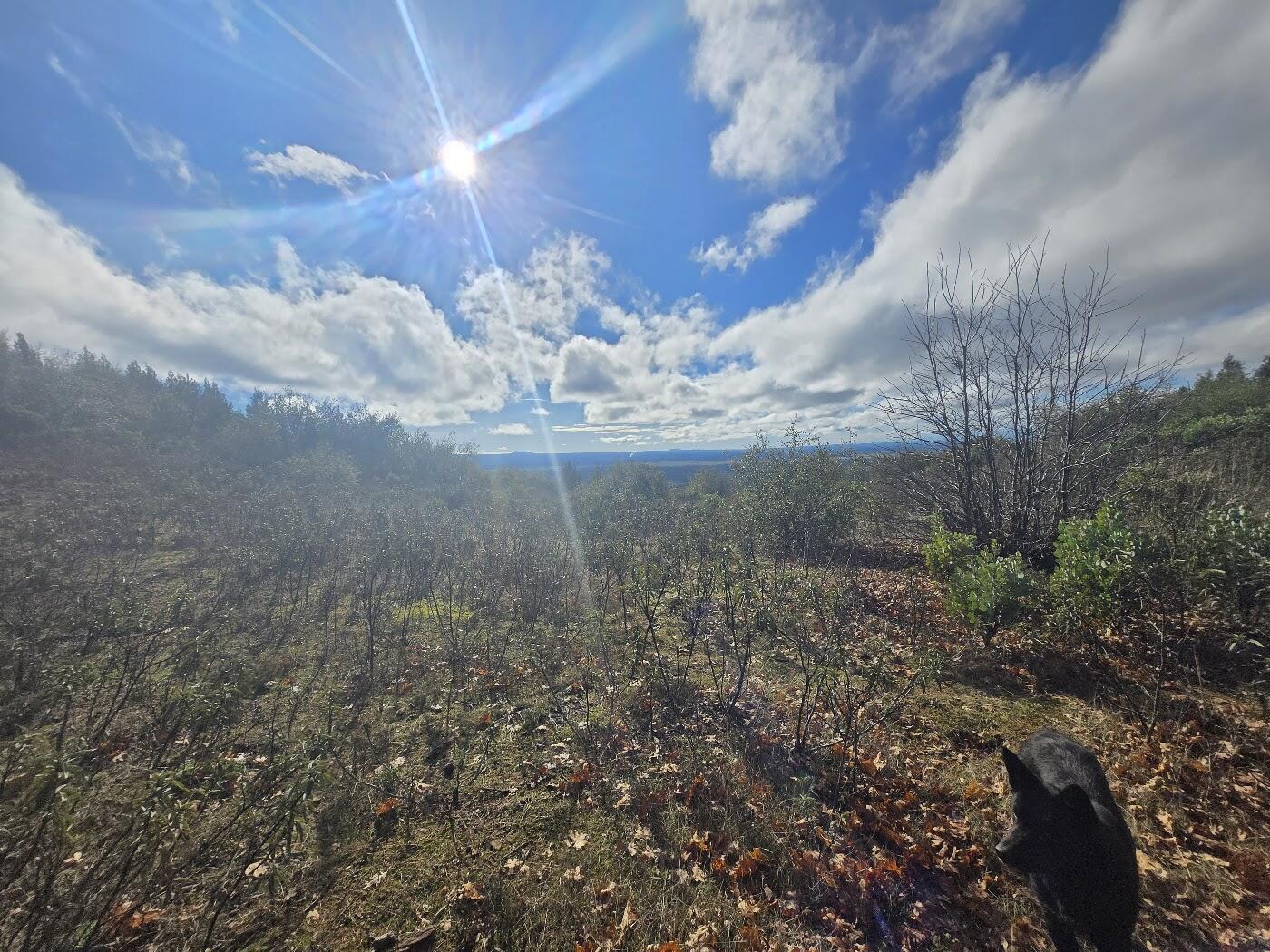 0 Backbone Ridge Road Bella Vista, CA 96008 - Photo 17 of 20 view 2