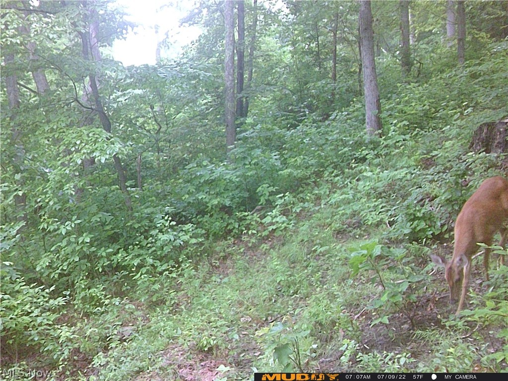 Campbell Road Freeport, OH 43973 - Photo 27 of 33 Gallery Image 27