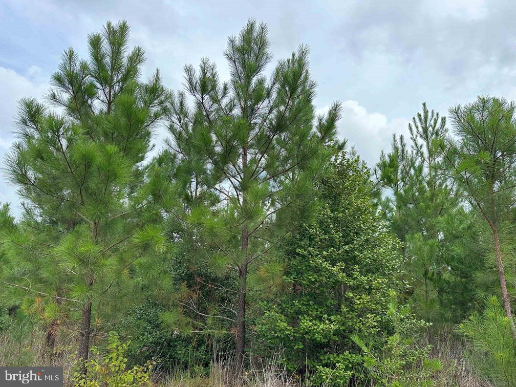 Bethlehem Road Champlain, VA 22438 - Photo 2 of 10 a view of a lush green forest with lots of trees