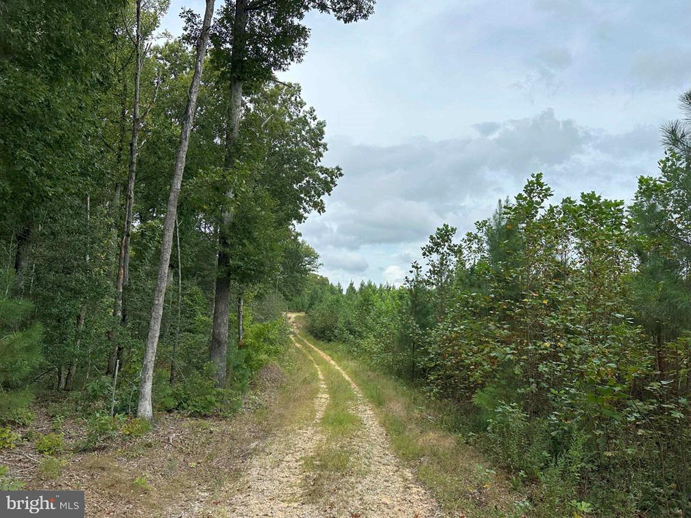 Bethlehem Road Champlain, VA 22438 - Photo 5 of 10 a view of a forest filled with trees