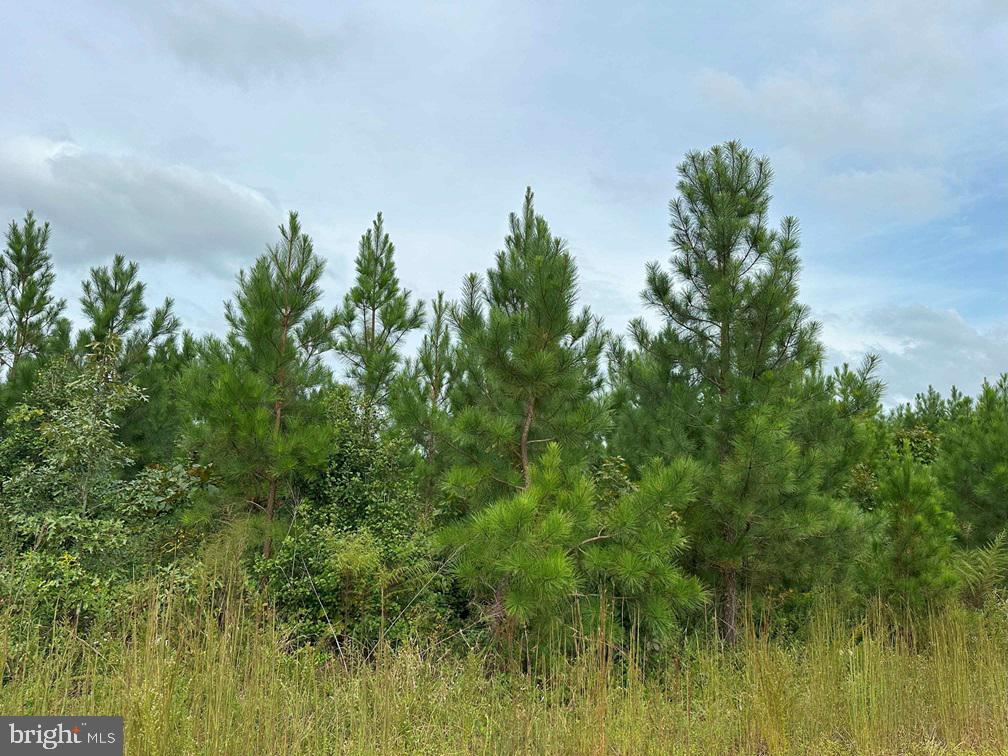 Bethlehem Road Champlain, VA 22438 - Photo 6 of 10 a view of a big yard with plants and a large tree