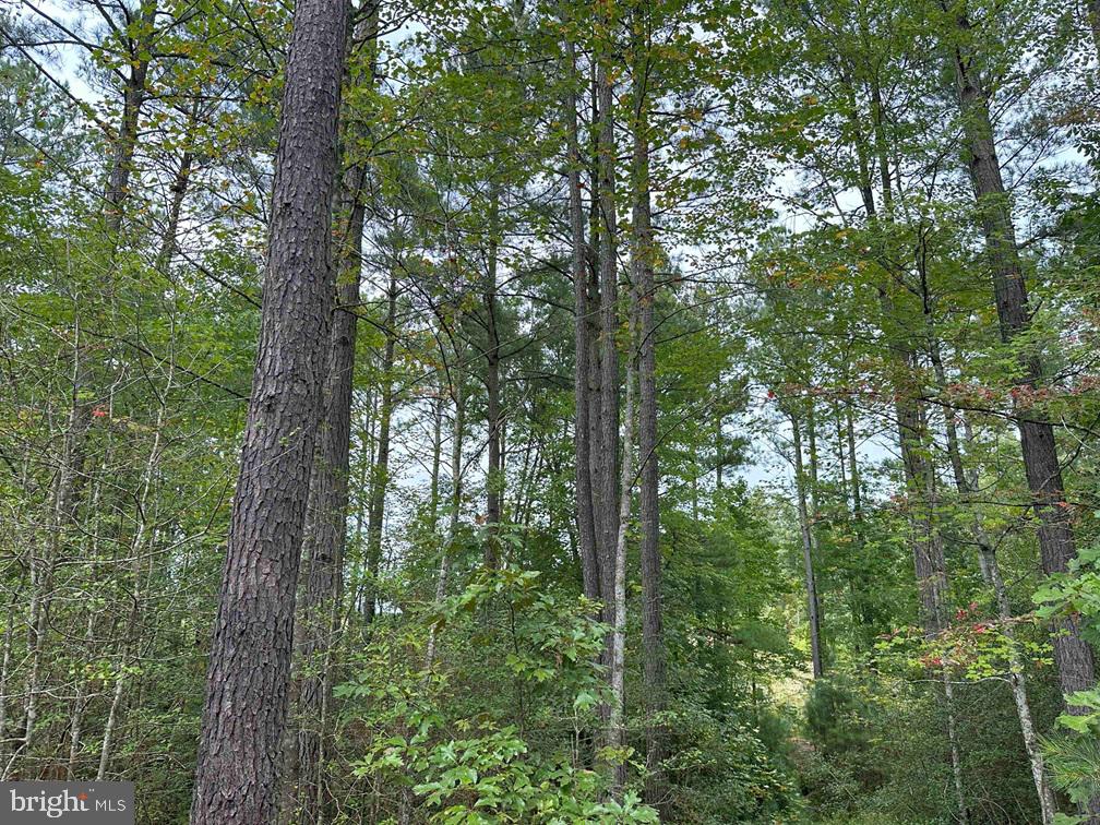 Bethlehem Road Champlain, VA 22438 - Photo 7 of 10 a view of forest