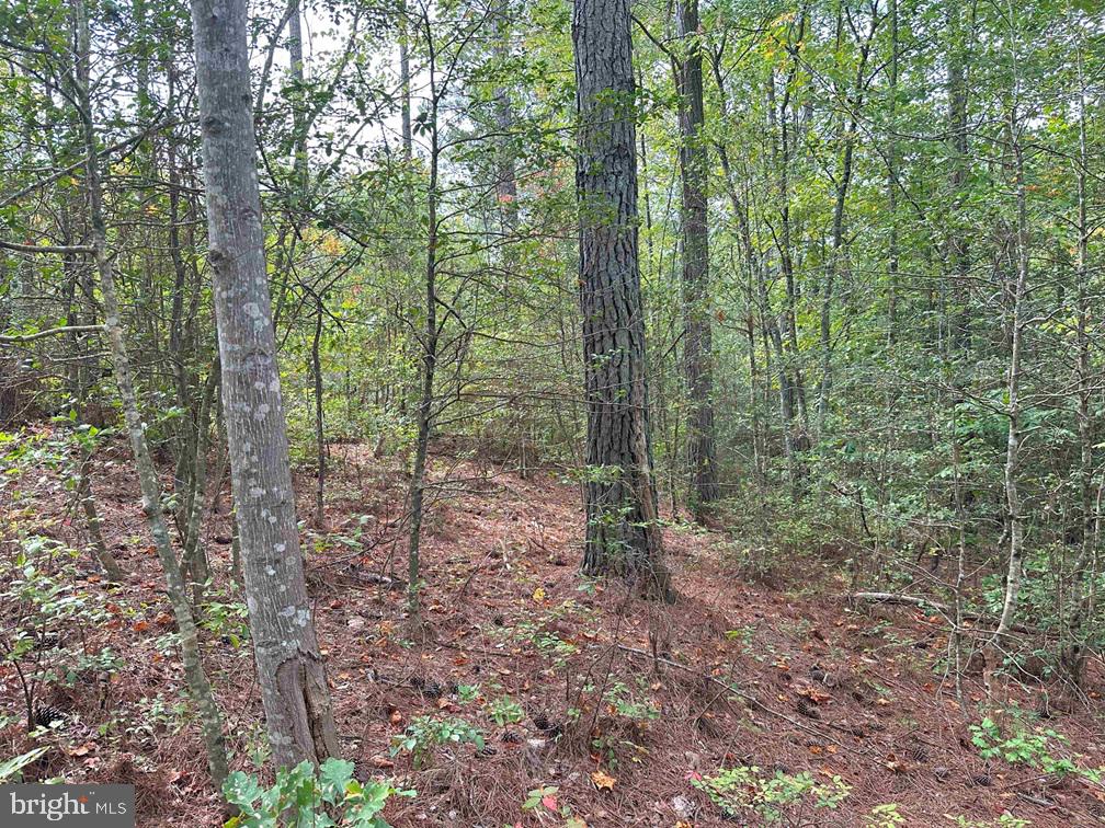 Bethlehem Road Champlain, VA 22438 - Photo 8 of 10 a view of a forest with trees
