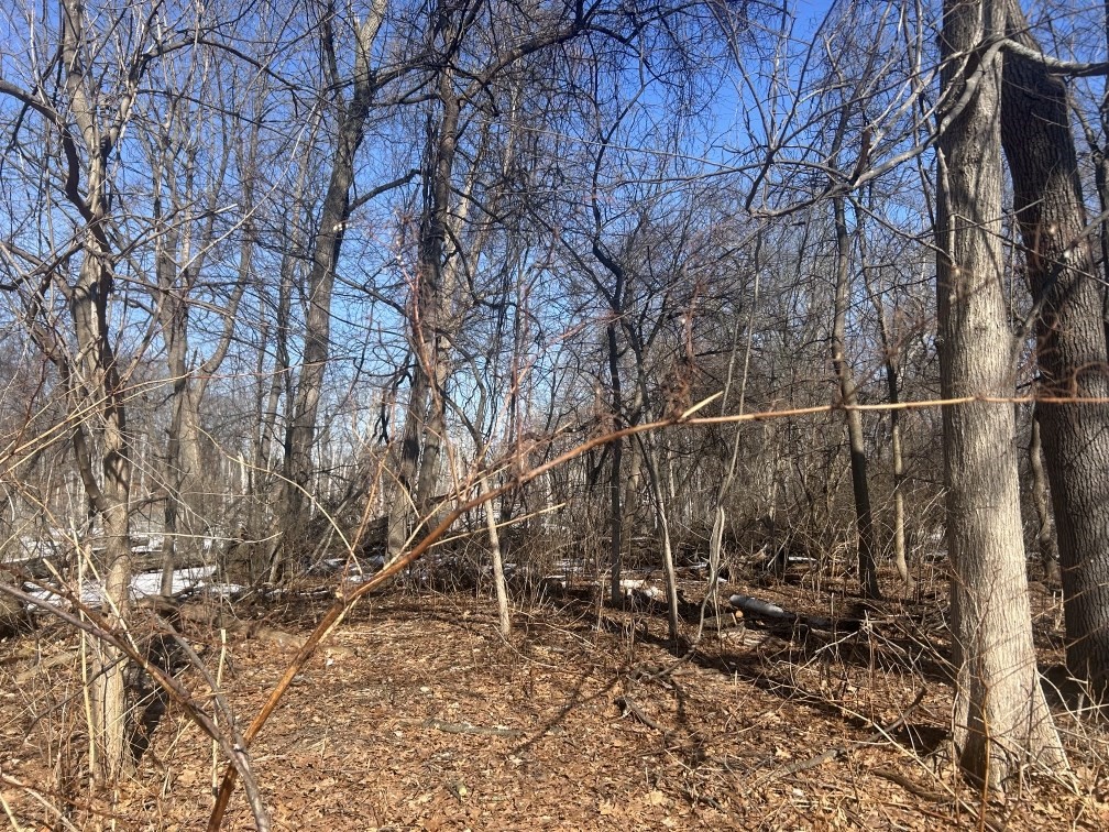 0 Marsden Street Springfield, MA 01109 - Photo 2 of 6 a backyard of a house with lots of green space