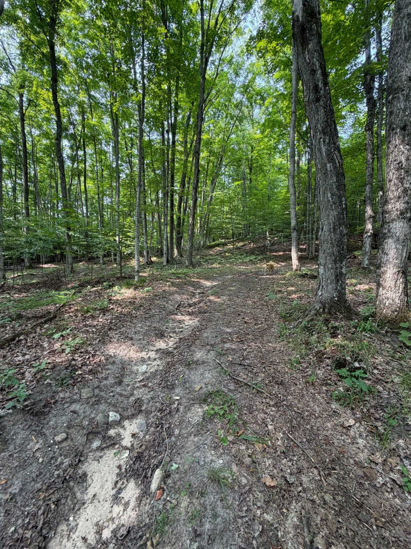 Tbd Wangeman Road East Jordan, MI 49727 - Photo 12 of 14 1949289-67c04451-8d63-4cf0-81c8-4083d6a8bc04.JPG