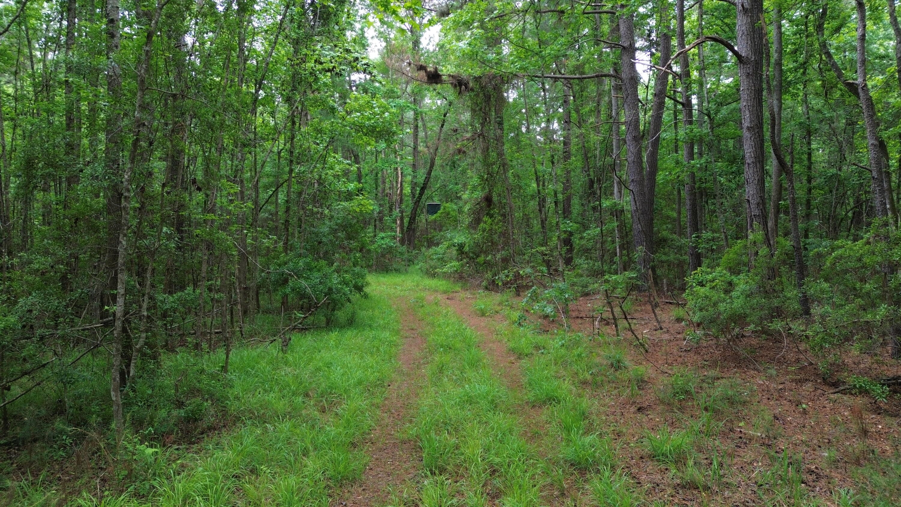 0 Pineview Farm Rd Lane Lane, SC 29564 - Photo 16 of 18 DJI_0341