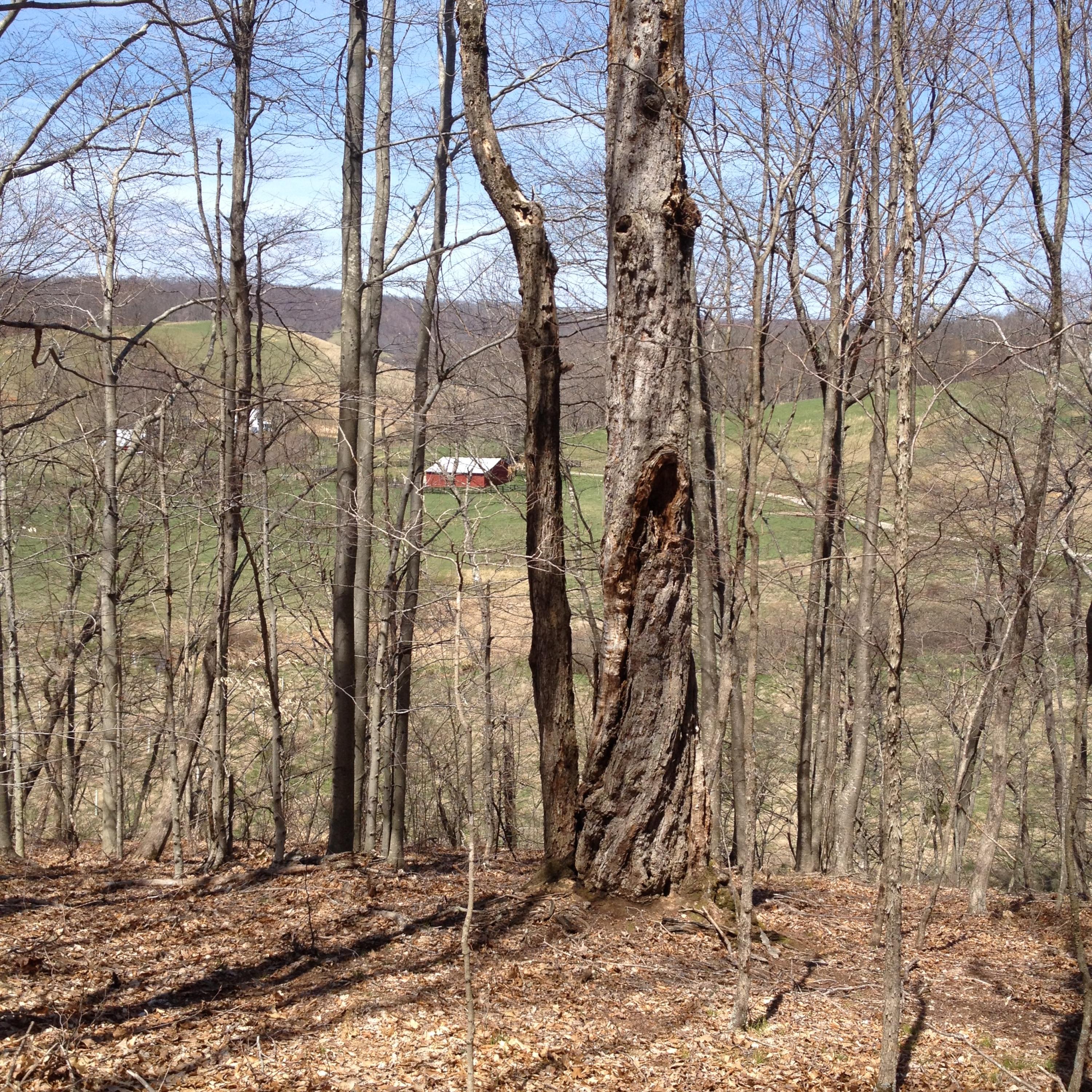 0 Poorhouse Farm Road New Castle, VA 24127 - Photo 4 of 5 view from hill