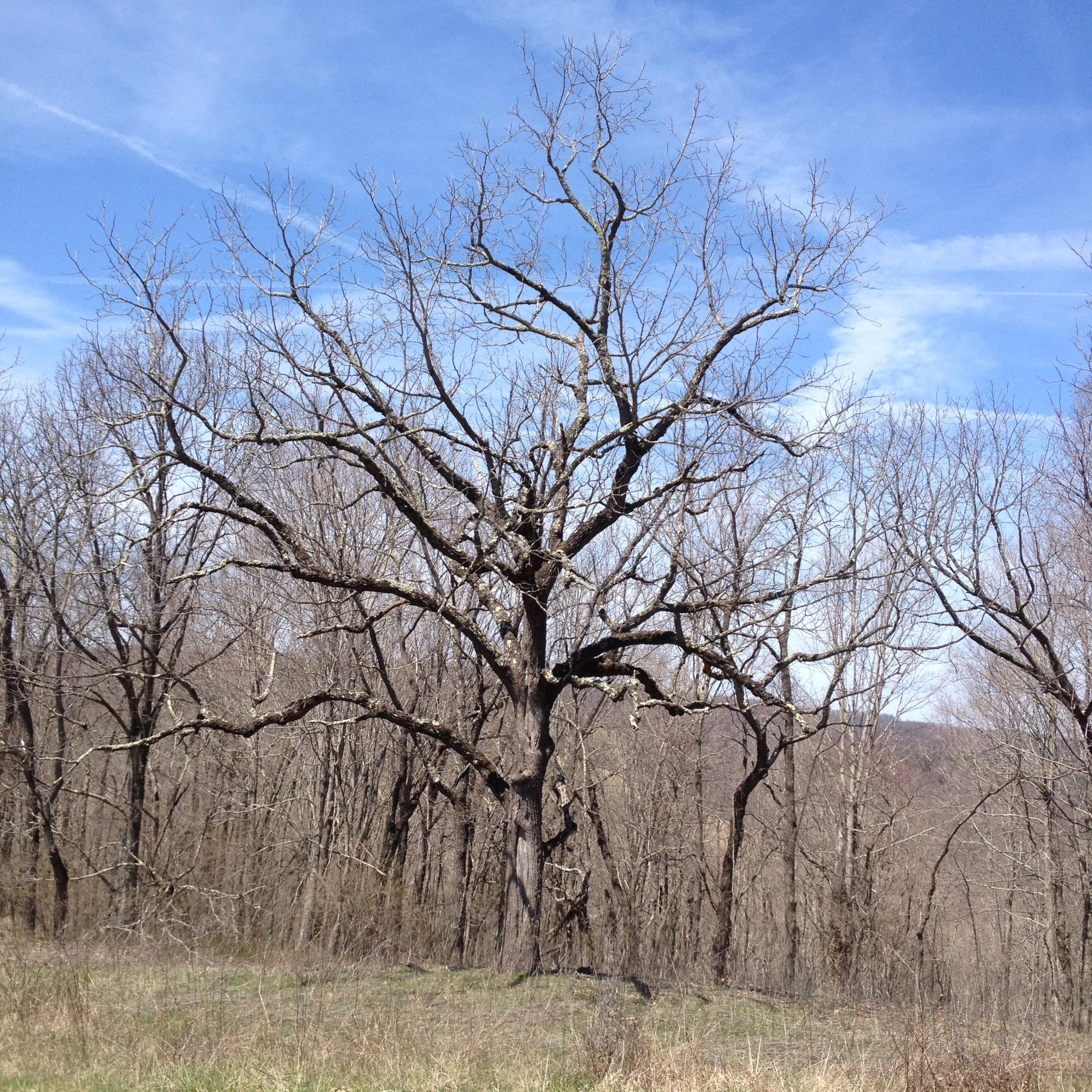0 Poorhouse Farm Road New Castle, VA 24127 - Photo 5 of 5 old tree