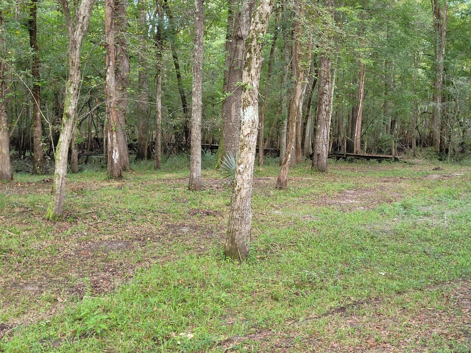 0 Boat Landing Road Ridgeville, SC 29472 - Photo 14 of 43 20220912_165409