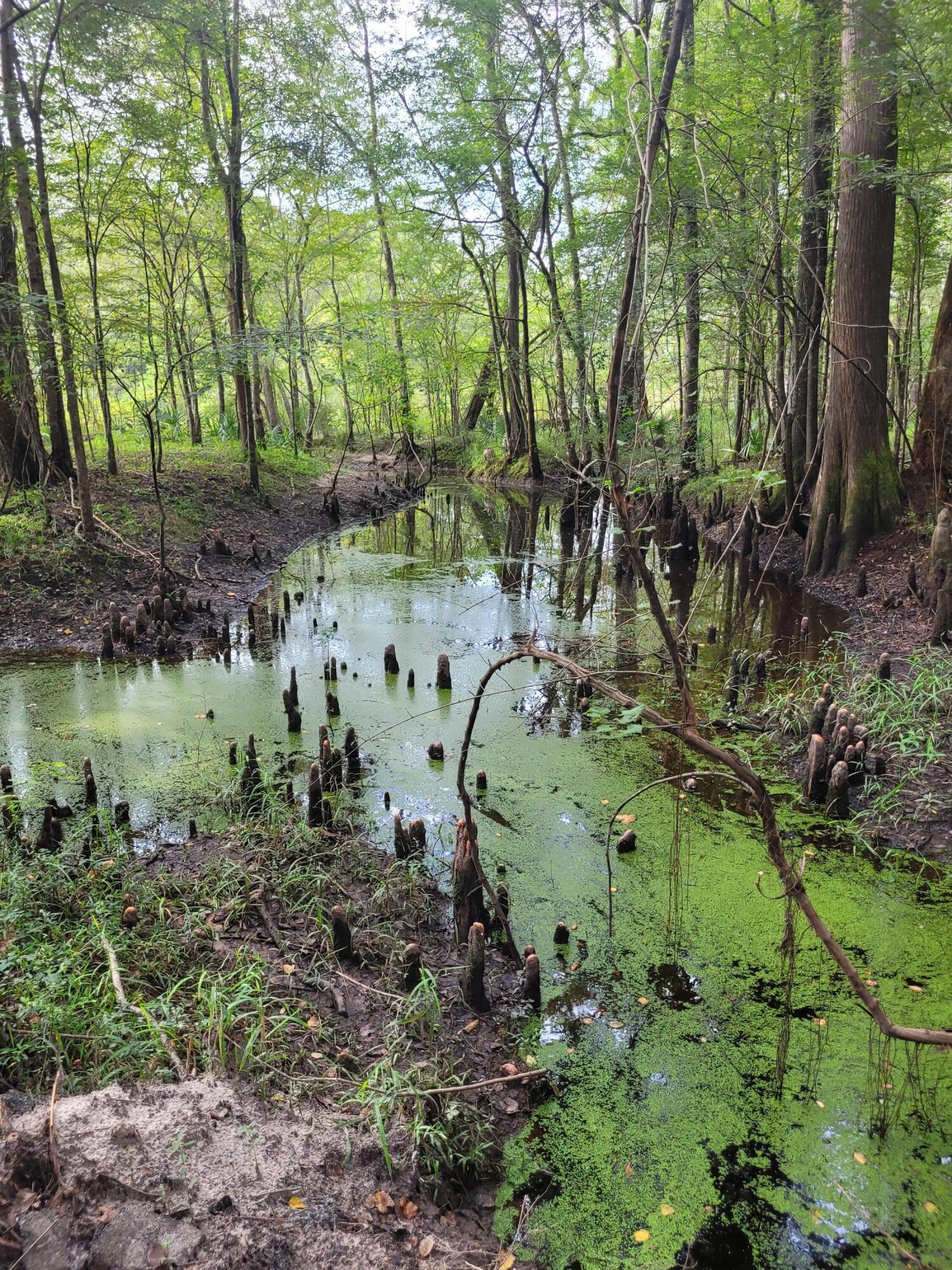 0 Boat Landing Road Ridgeville, SC 29472 - Photo 24 of 43 20220912_170129