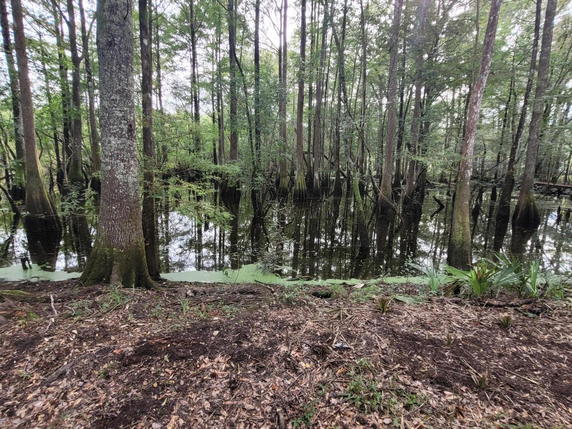 0 Boat Landing Road Ridgeville, SC 29472 - Photo 26 of 43 20220912_170408