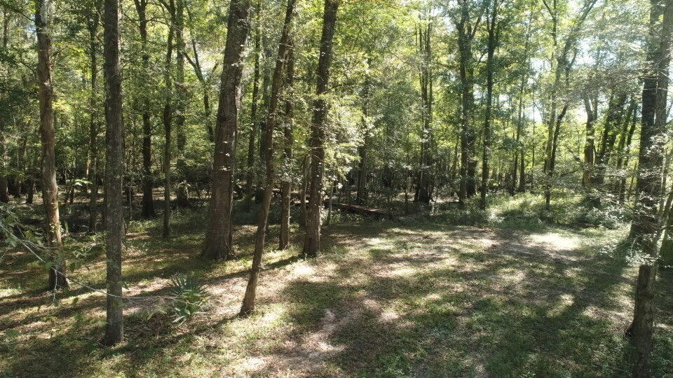 0 Boat Landing Road Ridgeville, SC 29472 - Photo 38 of 43 IMG_0797