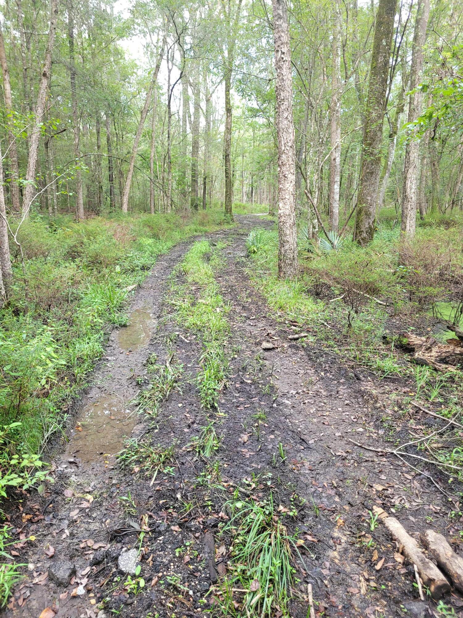 0 Boat Landing Road Ridgeville, SC 29472 - Photo 4 of 43 20220912_164512