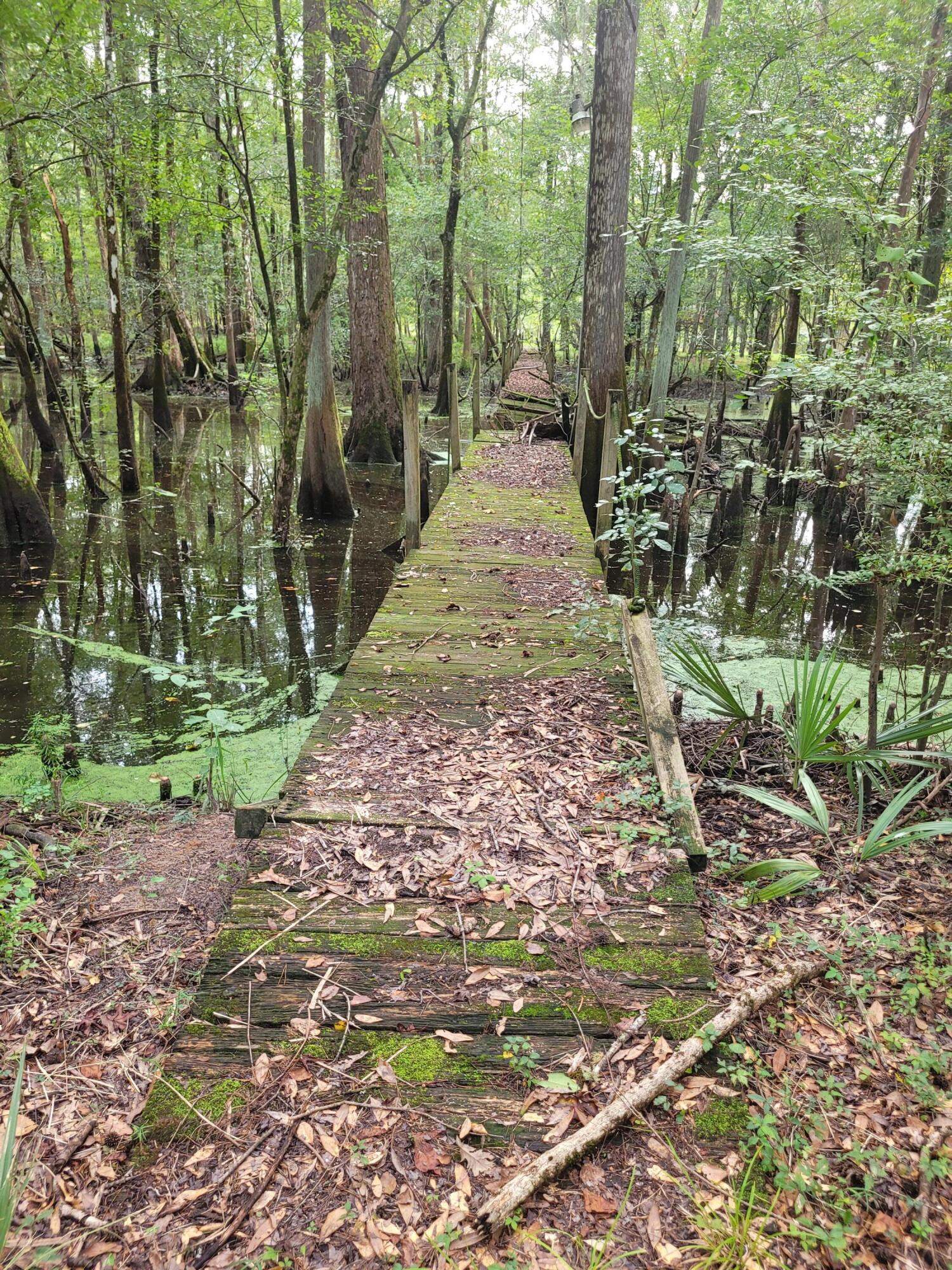 0 Boat Landing Road Ridgeville, SC 29472 - Photo 7 of 43 20220912_164912