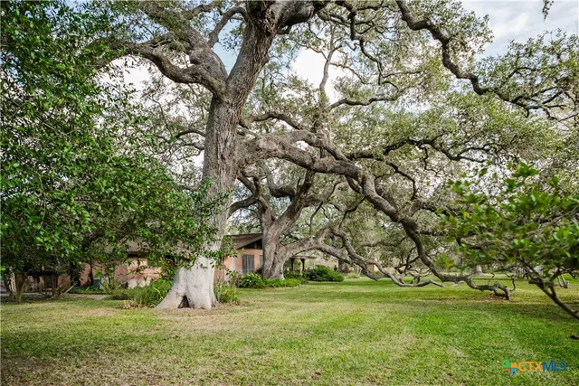 a view of a tree in a yard