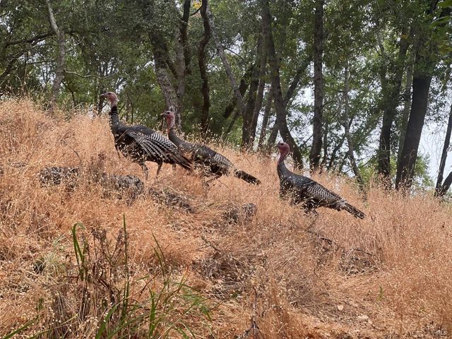 $1,399,000 | 50 Palomino Circle, Novato, CA 94947