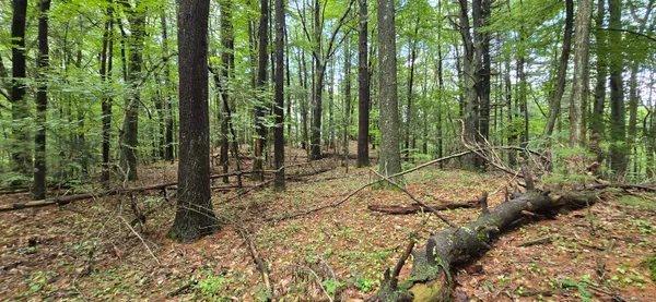 a view of outdoor space with lots of trees