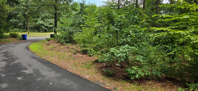 a view of street with small trees