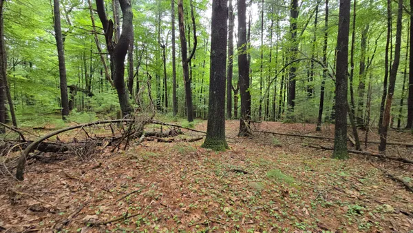 a view of a forest with trees in the background