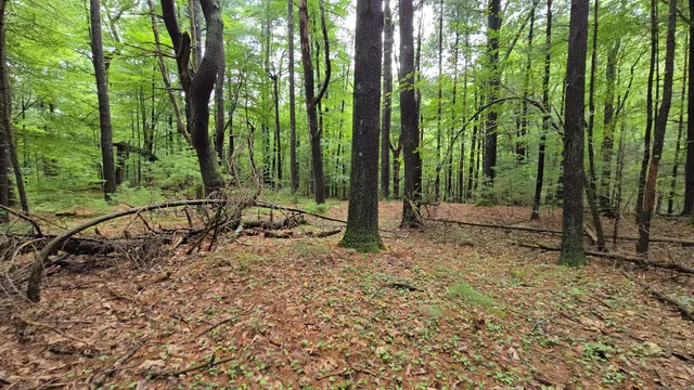 a view of a forest with trees in the background