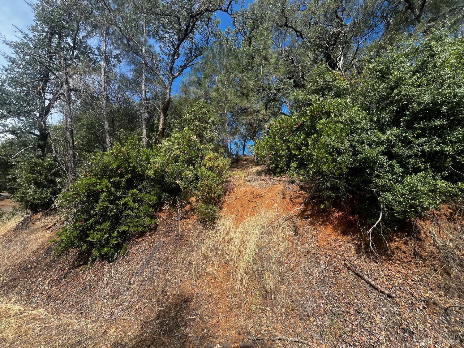 7208 East Butte Street Nice, CA 95464 - Photo 2 of 4 a view of a forest with trees
